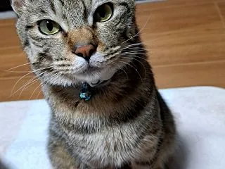 歳をとると、目には蚊を、耳には蝉を飼う！