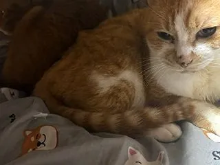 寒くなった時の猫達