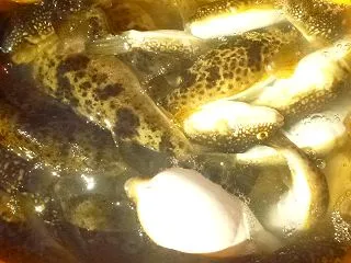 ヒガンフグ専用カットウ仕掛け 新カットウ…