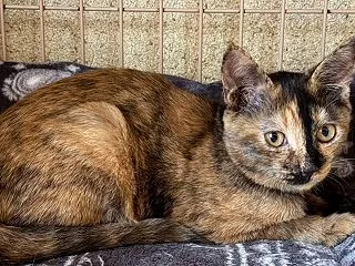 新入り〜おさびちゃん〜