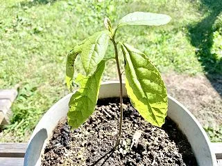 せっかく育ってくれたから