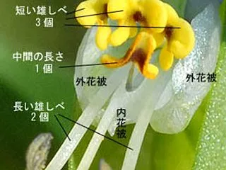 植物のすごい繁殖戦略: 花のしくみはこん…