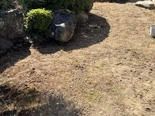 実家の草むしり・・・