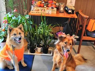 秋日和 ハロウィン服で おでかけよ