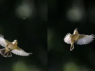 ノビタキ かわいい顔しても、やっぱり恐竜…