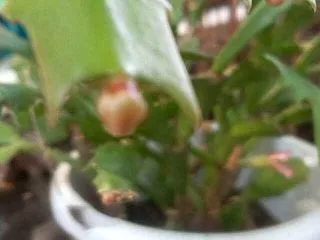 シャコバサボテンに花芽が付きました