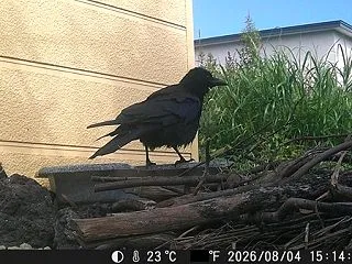 動物観測ver.3(2026年その2）
