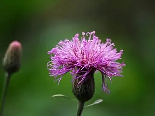 雨上がりの花３種