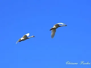 冬の使者が飛来始めています