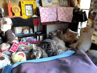 家の猫さん
