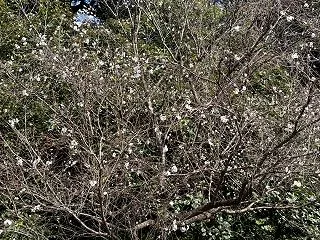 陽だまりの輪の日帰り散策の下見で新宿御苑…