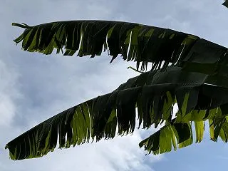 破芭蕉