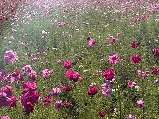 懐かしのコスモス