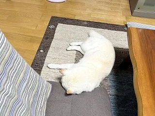 陣地占領