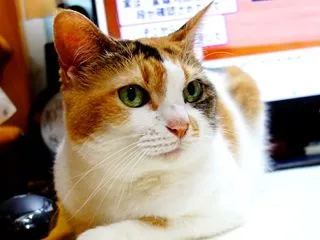 ベイスターズ、日本シリーズへ！！！