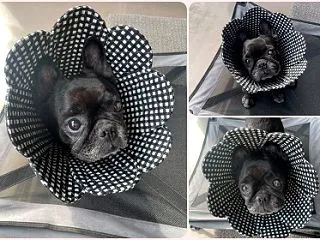 フレブルのあずきちゃん♪