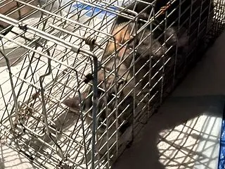 ママ猫ちゃん＆ご寄付お願い