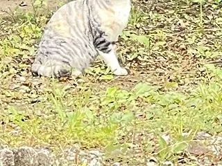 ご寄付お礼＆ご寄付お願い