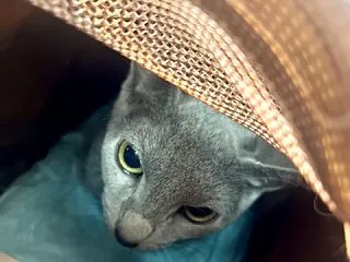 エリザベスさくらちゃん。