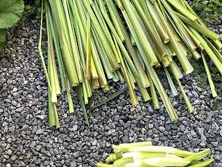 マコモ葉の陰干し