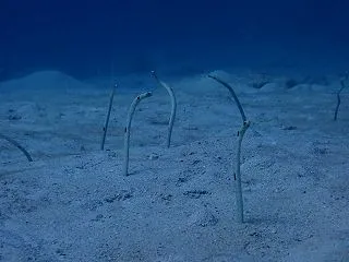 ヌヌ・アドベンチャー・クラブ石垣島ＮＥＷ…