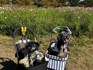 ひたすら硬いおもちゃを齧る福ちゃん♪ 9…