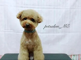 トトくんの動画
