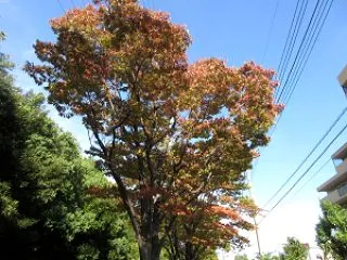 街中でも色づき始めました。