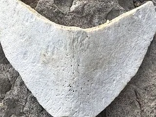 クジラ？ イルカ？ の骨