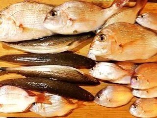 国東の食環境（482）小鯛