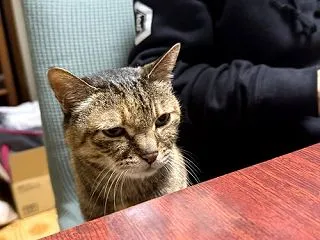 お寿司