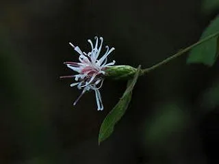 今日の花たち等