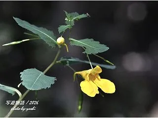 秋の草花
