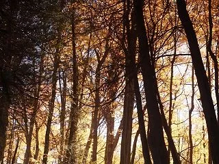 Mono Cliffs Provinc…