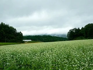 奈良遠征 蕎麦の花＠桜井市 笠