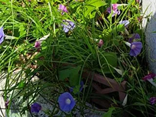 ❁ 花壇のリセット