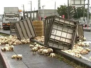 ニワトリが路上に散乱