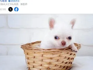【Yahoo!】ペットショップで無資格者…