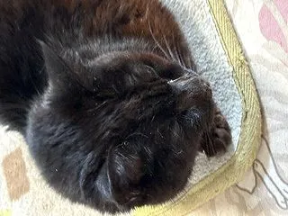 ミャウゼ ２０２６ サロンコンサート（３…
