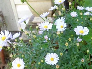 玄関ポーチのアスター＆前庭フェンス汚れ落…