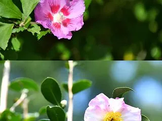 主役交代