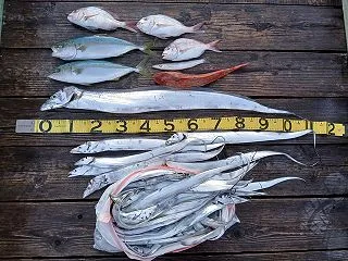 伊勢湾口オブショア釣行25 癒しの太刀魚…