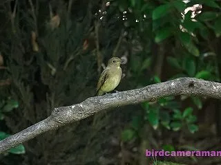 たくさんの野鳥が見れました 2026年1…