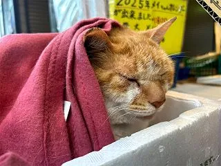 飲食店応援 デニーズさん他 / 八百屋の…