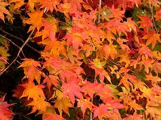 紅葉ドライブ♪