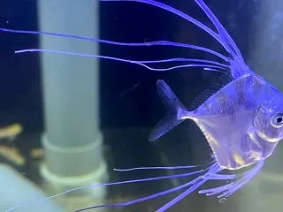 海水魚 本日レンテンヤッコはじめ海水魚が…