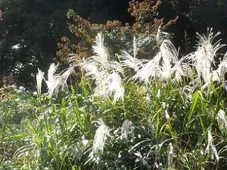 風に吹かれて(^^♪＆α