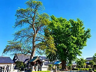 無患子 君が代蘭