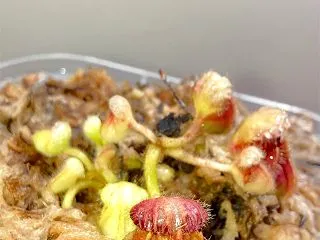 セファロタス成長記録=2026/10月1…