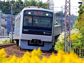 「秋の菜の花」と思い込んでみましょうか？…